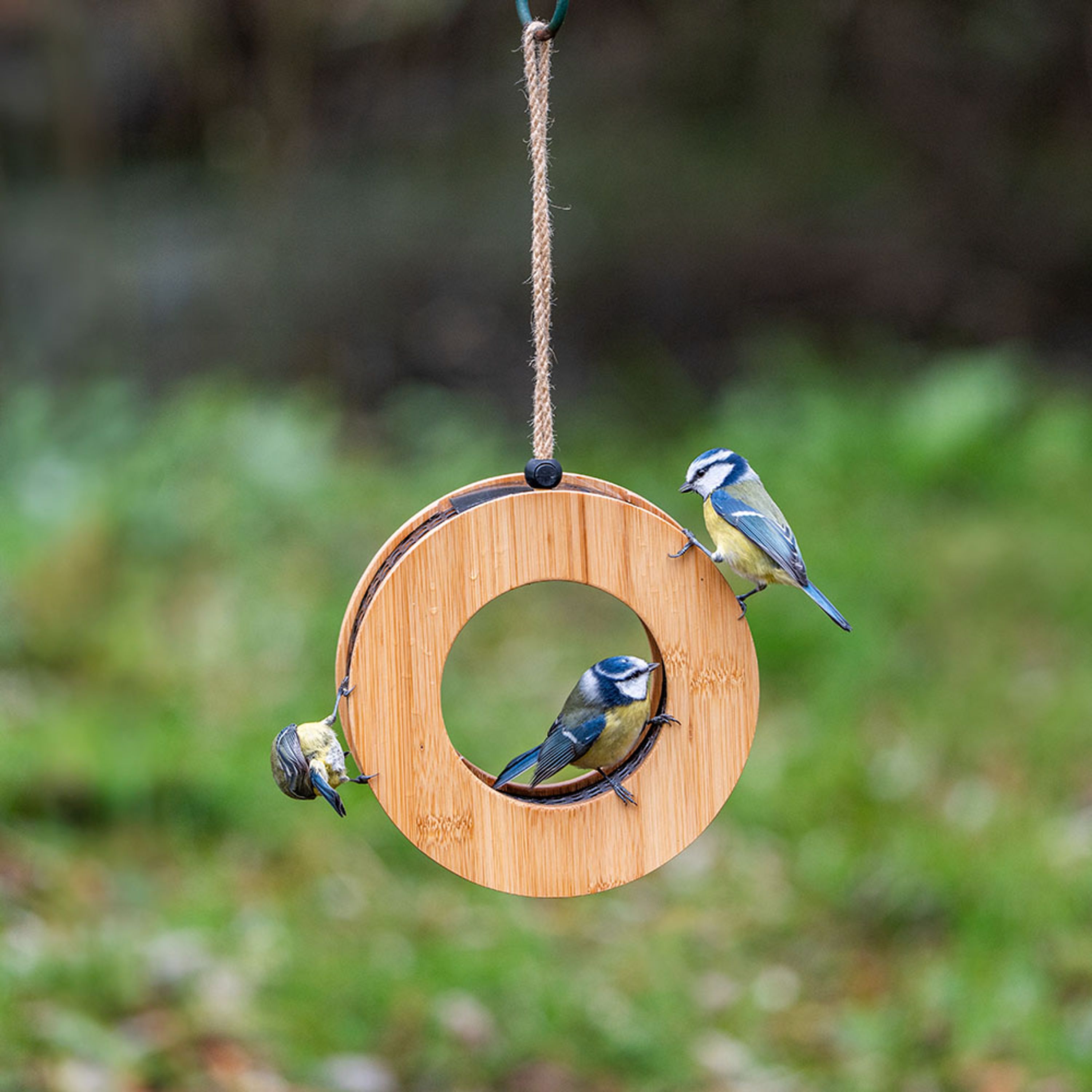 Erdnussfutterhaus Kyoto | CJ Wildlife